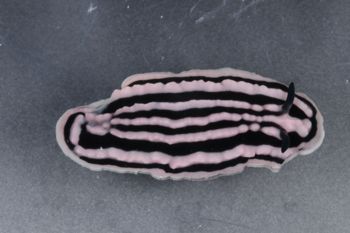 Media type: image;   Malacology 393736 Description: live specimen;
